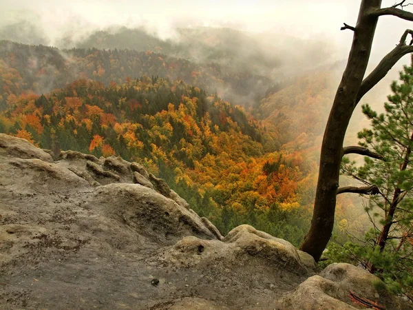 Večerní začátek deště v skal českého Švýcarska. barevný strom vrcholy se zvýšil z zamlžené pozadí, mlha je oranžové kvůli slunci a vysoká vlhkost. — Stock fotografie