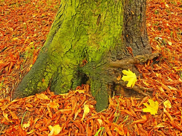 Taman musim gugur dengan daun-daun, daun aspen berwarna-warni, maple dan kastanye menutupi tanah . — Stok Foto