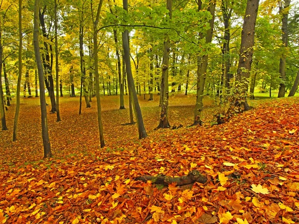 Podzimní park s listy stromů, barevné listí aspen, javor a kaštany které zem. — Stock fotografie