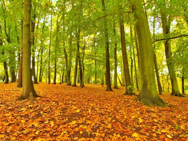 Parc d'automne avec feuilles d'arbres, feuilles colorées de tremble, érable et châtaignier recouvert de terre . — Photo