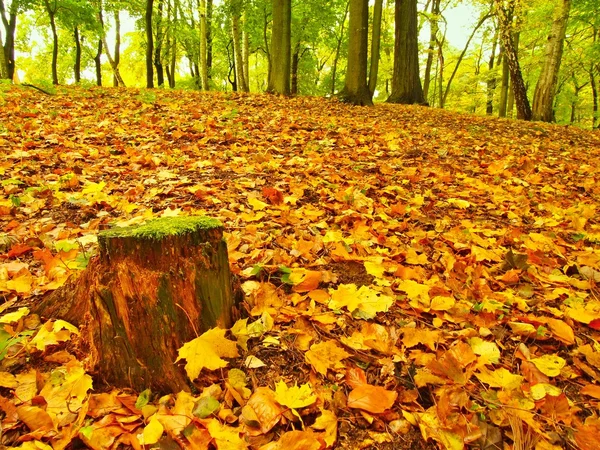 Podzimní park s listy stromů, barevné listí aspen, javor a kaštany které zem. — Stock fotografie