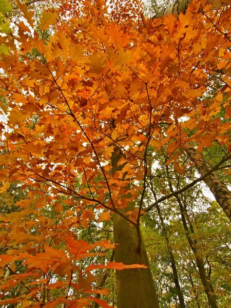 Parque de otoño con árboles de hojas, hojas coloridas de álamo, arce y castaño cubierto de tierra . —  Fotos de Stock