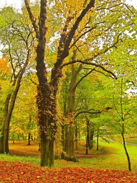 Jesień park z liści drzew, kolorowe liście osiki, klonu i kasztana pokryte ziemią. — Zdjęcie stockowe