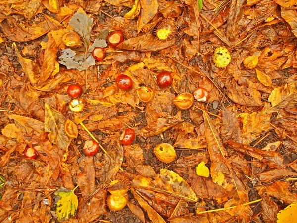 Châtaignes brunes lumineuses entre les feuilles de châtaignes orange sèches . — Photo