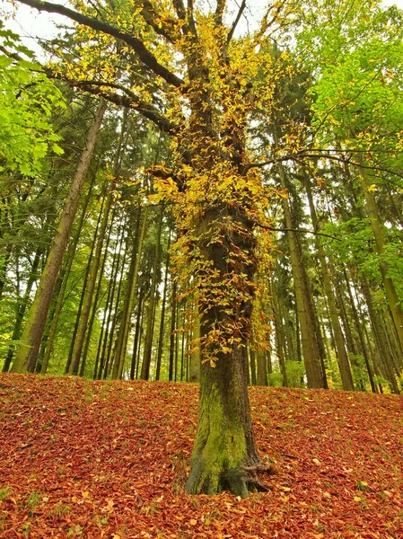 Autumn park with leaves trees, colorful leaves of aspen, maple and chestnut covered ground. — Stock Photo, Image