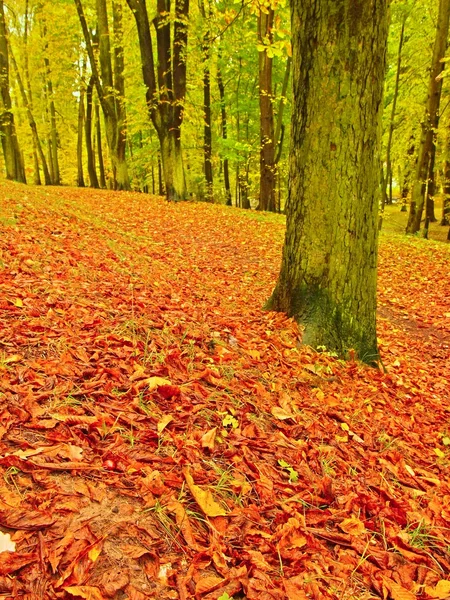 Podzimní park s listy stromů, barevné listí aspen, javor a kaštany které zem. — Stock fotografie