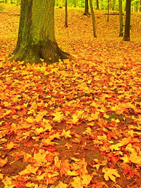 Ağaçların yaprakları ile sonbahar park, titrek kavak, akçaağaç ve kestane renkli yaprakları zemin kaplı.. — Stok fotoğraf