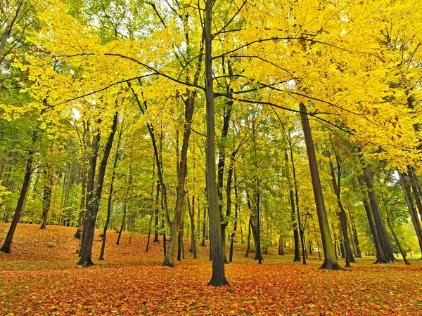 Parque de otoño con árboles de hojas, hojas coloridas de álamo, arce y castaño cubierto de tierra . —  Fotos de Stock