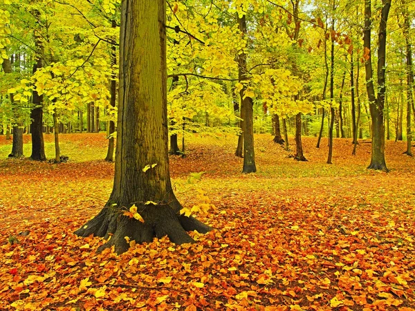 Parque de otoño con árboles de hojas, hojas coloridas de álamo, arce y castaño cubierto de tierra . — Foto de Stock