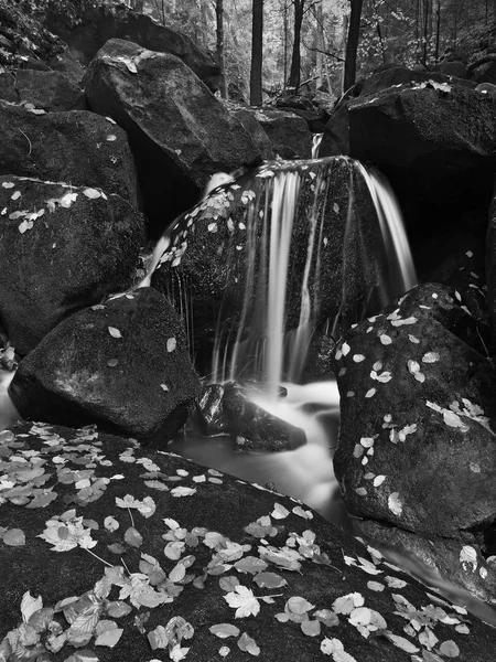 Cascada en un pequeño arroyo de montaña, el agua está corriendo sobre rocas de arenisca musgosas y burbujas crean en el nivel de agua lechosa. Hojas caídas en piedras y en el agua. Foto en blanco y negro . —  Fotos de Stock