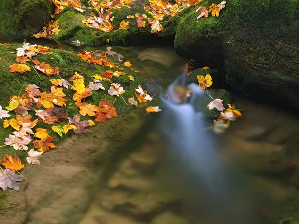 Καταρράκτης στον μικρό ορεινό ρέμα, το νερό εκτελείται πάνω από πέτρες ποώδη ψαμμίτη και φυσαλίδες δημιουργήσετε σε επίπεδο γαλακτώδες νερό. πολύχρωμα φύλλα από το δέντρο σφενδάμνου ή aspen στις πέτρες και στο νερό. — Φωτογραφία Αρχείου