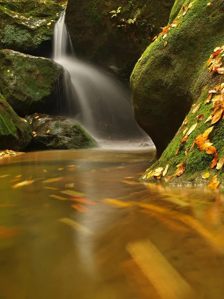 Cascada en un pequeño arroyo de montaña, el agua está corriendo sobre rocas de arenisca musgosas y burbujas crean en el nivel de agua lechosa. Hojas coloridas de arce o álamo sobre piedras y en el agua . — Foto de Stock