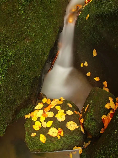 Cascata su piccolo torrente di montagna, l'acqua scorre su massi di arenaria muscolosa e bolle creano a livello dell'acqua lattiginosa. Foglie colorate di acero o pioppo tremulo su pietre e in acqua . — Foto Stock