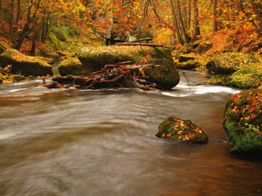 sonbahar dağ nehir düşük seviyede su, taze yeşil yosunlu taşlar ve kayalar nehir kıyısı renkli maples, kayın veya aspens ağaç yapraklarından kaplı ıslak üzerine düşünceler bırakır.