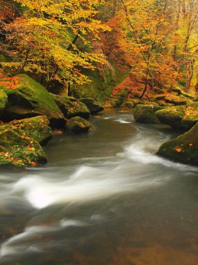 sonbahar dağ nehir düşük seviyede su, taze yeşil yosunlu taşlar ve kayalar nehir kıyısı renkli maples, kayın veya aspens ağaç yapraklarından kaplı ıslak üzerine düşünceler bırakır.