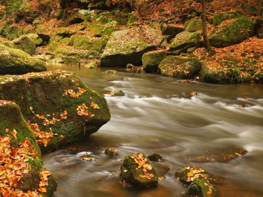 sonbahar dağ nehir düşük seviyede su, taze yeşil yosunlu taşlar ve kayalar nehir kıyısı renkli maples, kayın veya aspens ağaç yapraklarından kaplı ıslak üzerine düşünceler bırakır.