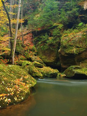 sonbahar dağ nehir düşük seviyede su, taze yeşil yosunlu taşlar ve kayalar nehir kıyısı renkli maples, kayın veya aspens ağaç yapraklarından kaplı ıslak üzerine düşünceler bırakır.