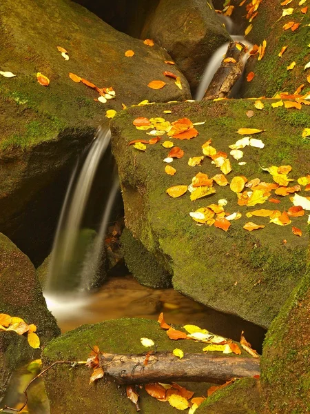 Cascata su piccolo torrente di montagna, l'acqua scorre su massi di arenaria muscolosa e bolle creano a livello dell'acqua lattiginosa. Foglie colorate di acero o pioppo tremulo su pietre e in acqua . — Foto Stock