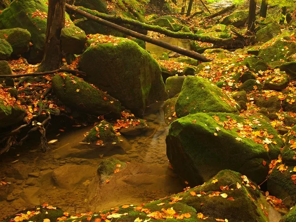 Fiume di montagna autunnale con basso livello d'acqua, pietre muschiate verdi fresche e massi sulla riva del fiume ricoperti da foglie colorate di acero, faggio o acero, riflessi su foglie umide . — Foto Stock