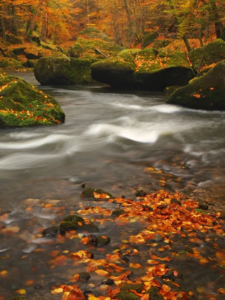 Fiume di montagna autunnale con basso livello d'acqua, pietre muschiate verdi fresche e massi sulla riva del fiume ricoperti da foglie colorate di acero, faggio o acero, riflessi su foglie umide . — Foto Stock