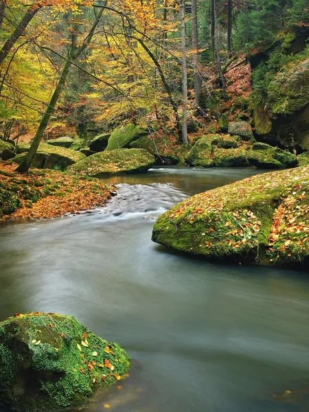 Autumn mountain river with low level of water, fresh green mossy stones and boulders on river bank covered with colorful leaves from maples, beeches or aspens tree, reflections on wet leaves. — Stock Photo, Image