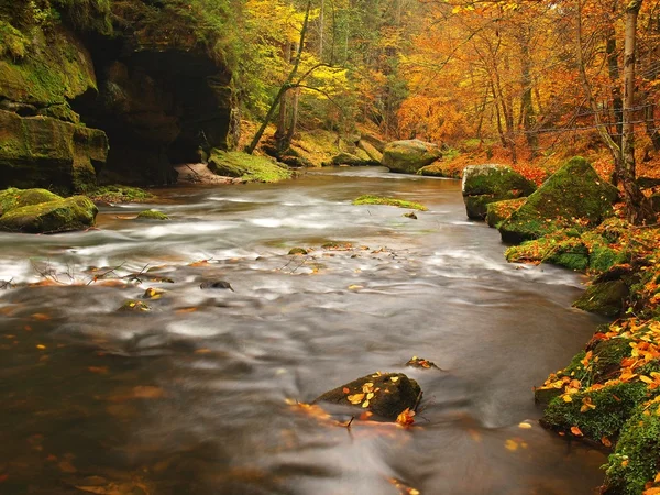 Rivière de montagne d'automne avec un faible niveau d'eau, pierres vertes fraîches et mousses et rochers sur la rive de la rivière recouverte de feuilles colorées d'érables, de hêtres ou de trembles, réflexions sur les feuilles humides . — Photo