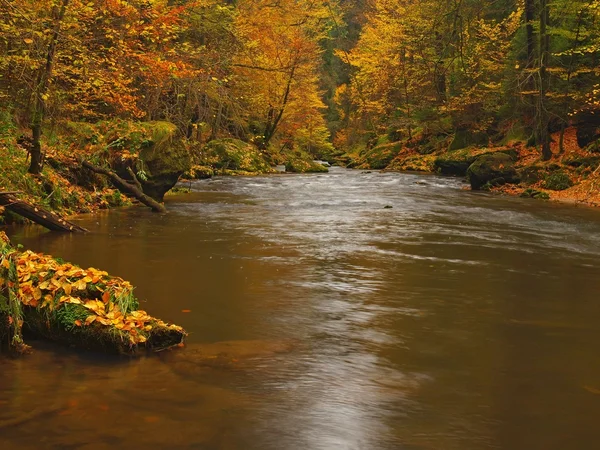 水、新鮮な緑のコケむした石、カエデ、ブナやハコヤナギの木からのカラフルな葉で覆われている川の土手に岩の低レベルで秋の山の川、ウェットでの反射の葉します。. — ストック写真