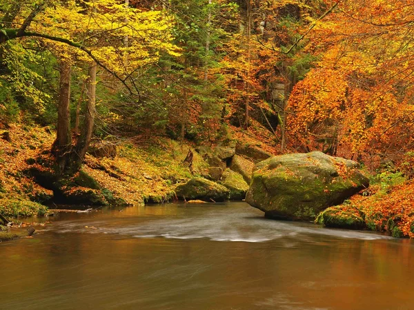 Jesień rzeki górskie o niskim poziomie wody, świeże zielone omszony kamieni i głazów na brzegu pokryta kolorowe liście z drzewa klony, buki lub aspens, refleksje na mokre liście. — Zdjęcie stockowe