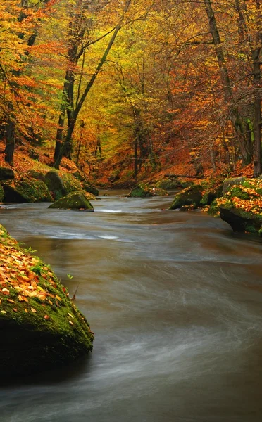Herbstlicher Gebirgsfluss mit niedrigem Wasserstand, frisch grüne moosige Steine und Felsbrocken am Flussufer, die mit bunten Blättern von Ahornen, Buchen oder Espen bedeckt sind, Reflexionen auf nassem Laub. — Stockfoto