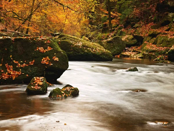 Fiume di montagna autunnale con basso livello d'acqua, pietre muschiate verdi fresche e massi sulla riva del fiume ricoperti da foglie colorate di acero, faggio o acero, riflessi su foglie umide . — Foto Stock