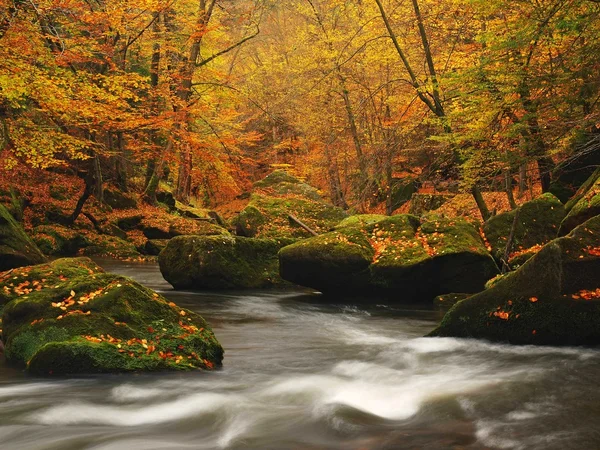 Autumn mountain river with low level of water, fresh green mossy stones and boulders on river bank covered with colorful leaves from maples, beeches or aspens tree, reflections on wet leaves. — Stock Photo, Image