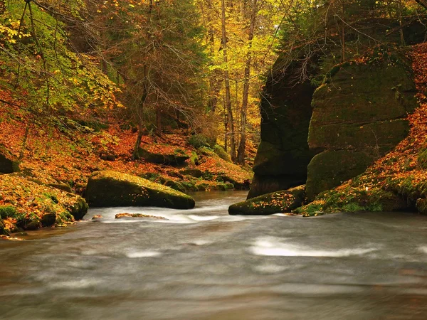 Rivière de montagne d'automne avec un faible niveau d'eau, pierres vertes fraîches et mousses et rochers sur la rive de la rivière recouverte de feuilles colorées d'érables, de hêtres ou de trembles, réflexions sur les feuilles humides . — Photo