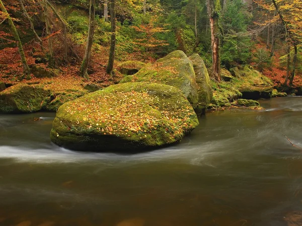 Rio de montanha de outono com baixo nível de água, pedras musgosas verdes frescas e pedras na margem do rio cobertas com folhas coloridas de ácer, faias ou aspens árvore, reflexões sobre folhas molhadas . — Fotografia de Stock