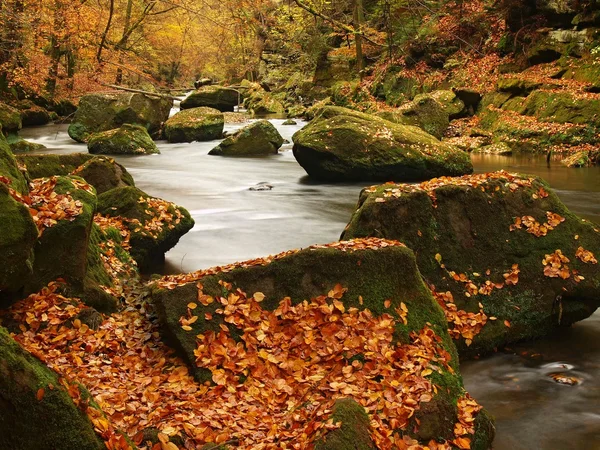 Herbstlicher Gebirgsfluss mit niedrigem Wasserstand, frisch grüne moosige Steine und Felsbrocken am Flussufer, die mit bunten Blättern von Ahornen, Buchen oder Espen bedeckt sind, Reflexionen auf nassem Laub. — Stockfoto