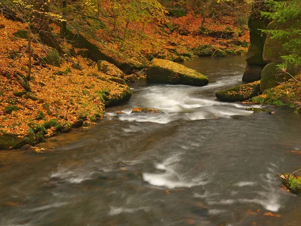 Rio de montanha de outono com baixo nível de água, pedras musgosas verdes frescas e pedras na margem do rio cobertas com folhas coloridas de ácer, faias ou aspens árvore, reflexões sobre folhas molhadas . — Fotografia de Stock