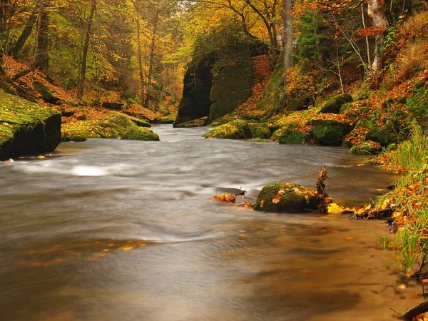 Herbstlicher Gebirgsfluss mit niedrigem Wasserstand, frisch grüne moosige Steine und Felsbrocken am Flussufer, die mit bunten Blättern von Ahornen, Buchen oder Espen bedeckt sind, Reflexionen auf nassem Laub. — Stockfoto