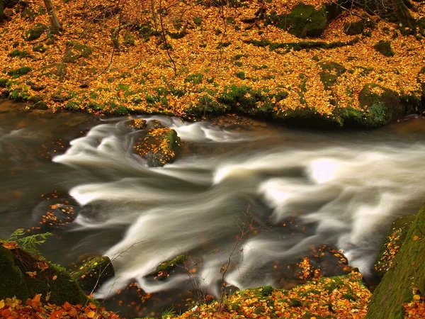 Осенняя горная река с низким уровнем воды, свежие зеленые моховые камни и валуны на берегу реки, покрытые красочными листьями из клена, бука или осины, отражения на влажных листьях . — стоковое фото