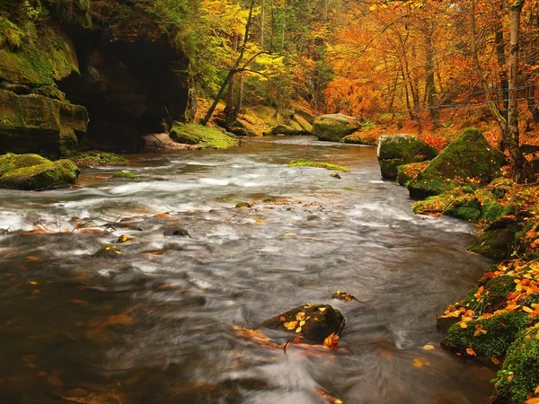 Jesień rzeki górskie o niskim poziomie wody, świeże zielone omszony kamieni i głazów na brzegu pokryta kolorowe liście z drzewa klony, buki lub aspens, refleksje na mokre liście. — Zdjęcie stockowe