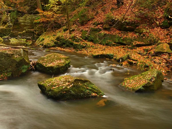 Fiume di montagna autunnale con basso livello d'acqua, pietre muschiate verdi fresche e massi sulla riva del fiume ricoperti da foglie colorate di acero, faggio o acero, riflessi su foglie umide . — Foto Stock