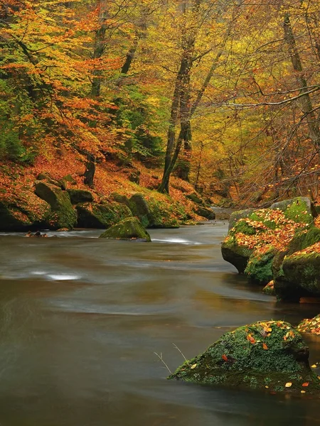 Herfst berg rivier met laag niveau van water, verse groene mossy stenen en rotsen op de rivier bank bedekt met kleurrijke bladeren van esdoorns, beuken of Pa? ac Bielawa boom, reflecties op natte bladeren. — Stockfoto