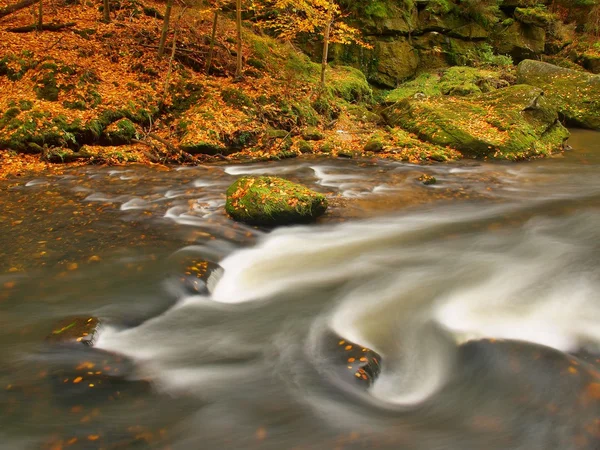 Herbstlicher Gebirgsfluss mit niedrigem Wasserstand, frisch grüne moosige Steine und Felsbrocken am Flussufer, die mit bunten Blättern von Ahornen, Buchen oder Espen bedeckt sind, Reflexionen auf nassem Laub. — Stockfoto