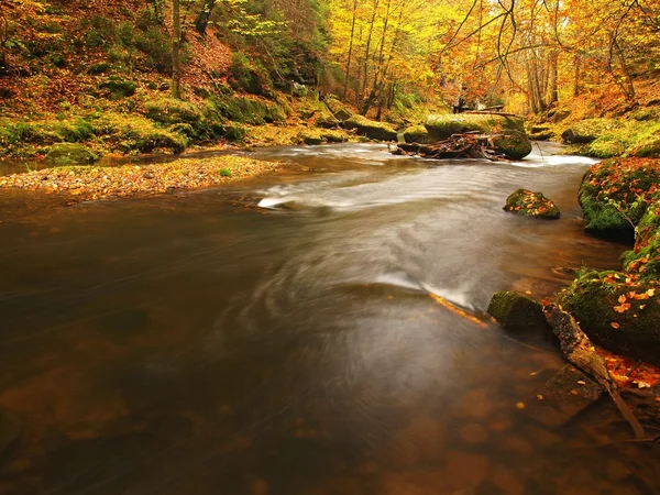 Río de montaña otoñal con bajo nivel de agua, piedras musgosas verdes frescas y cantos rodados en la orilla del río cubiertos con hojas coloridas de arces, hayas o árboles de aspens, reflejos en hojas húmedas . —  Fotos de Stock