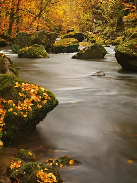 Herbstlicher Gebirgsfluss mit niedrigem Wasserstand, frisch grüne moosige Steine und Felsbrocken am Flussufer, die mit bunten Blättern von Ahornen, Buchen oder Espen bedeckt sind, Reflexionen auf nassem Laub. — Stockfoto