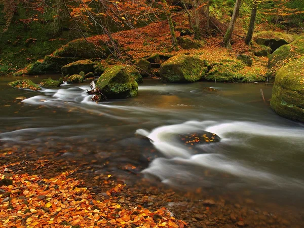 Podzimní horská řeka s nízkou úrovní vody, čerstvé zelené mechové kameny a balvany, na břehu řeky s barevné listí ze stromu javory, buky nebo osik, odrazy na mokré listy. — Stock fotografie