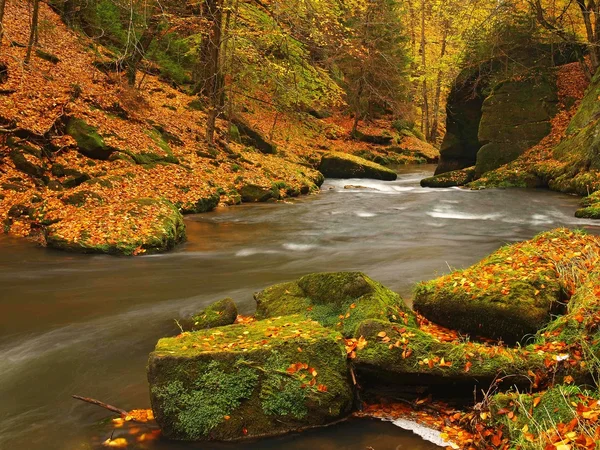 水、新鮮な緑のコケむした石、カエデ、ブナやハコヤナギの木からのカラフルな葉で覆われている川の土手に岩の低レベルで秋の山の川、ウェットでの反射の葉します。. — ストック写真