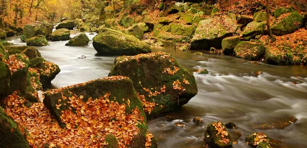 Höstens berg flod med låg vatten, färska gröna mossiga stenar och stenblock på flodstranden täckt med färgglada löv från lönnar, Bokträd eller Aspar träd, reflektioner på våt lämnar. — Stockfoto