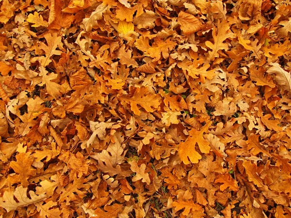Jesień parku ziemi z suchym pomarańczowy liści dębu, kolorowe liście — Zdjęcie stockowe