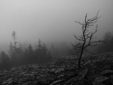 tepeler, sabah erken sonbahar sisli arka plandan arttı. siyah beyaz fotoğraf.