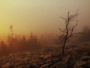 Forest Hill'de sabah erken sonbahar sisli arka plandan arttı.