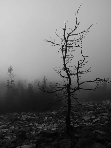 Las colinas aumentaron a partir del fondo de niebla de otoño temprano en la mañana. Foto en blanco y negro . — Foto de Stock